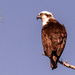 Another Osprey Shot!