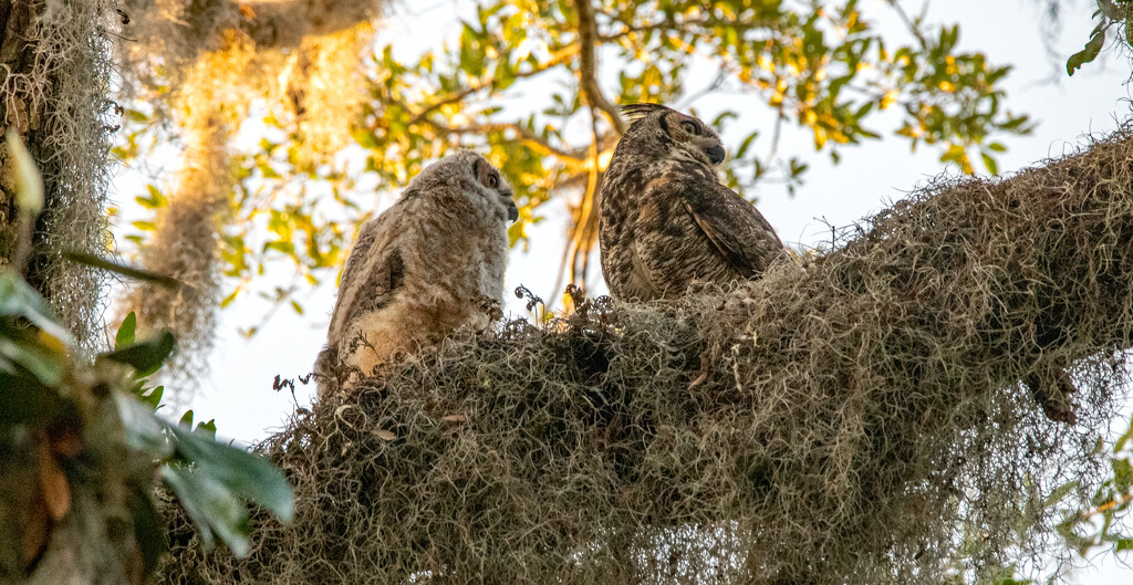 Mom and Baby Great Horned Owl! by rickster549