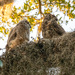 Mom and Baby Great Horned Owl!