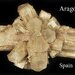 Aragonite - Spain 
