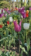 17th Apr 2025 - Tulips