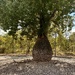 Bottle Tree
