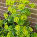Euphorbia