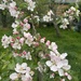 Apple Blossoms  by alliw
