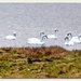Whooper Swans
