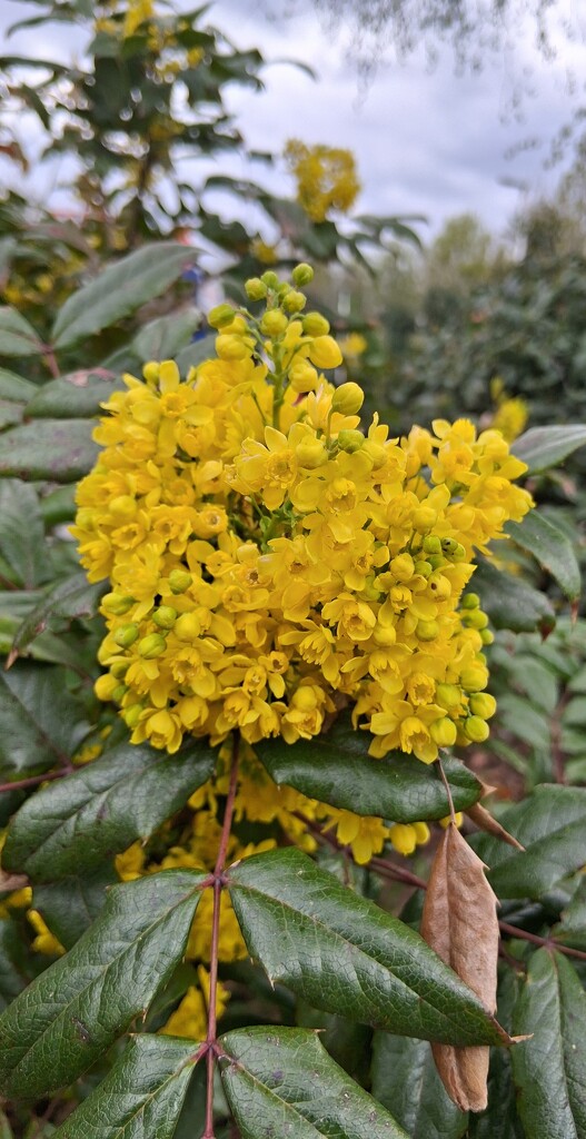 Mahonia by 365projectorgjoworboys