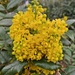 Mahonia