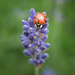 20240625-OM_093378-Edit_365 by krysko