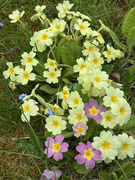 14th Apr 2025 - Primroses