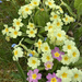 Primroses