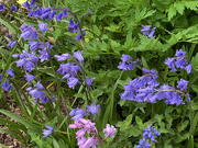 17th Apr 2025 - Blue and Pink Bells