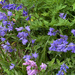 Blue and Pink Bells