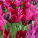 A Riot of Colour