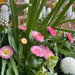 Hanging Basket