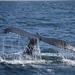 It's Been a Whale of a Week!