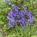 Bluebells by thistle_01