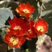prickly pear blooms