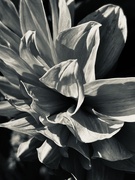 17th Apr 2025 - Dahlia