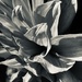 Dahlia