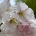 Blossom washed in raindrops 