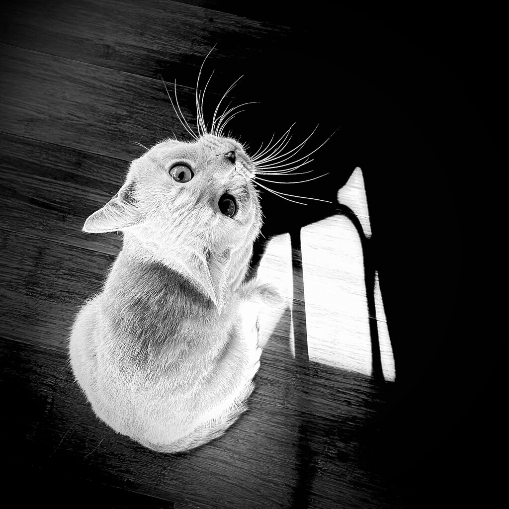 Whiskers by c0llz