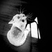 Whiskers