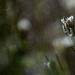 Common bittercress-2