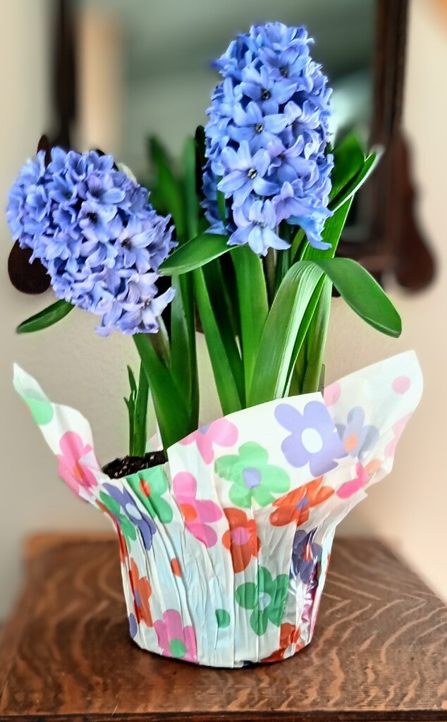 Easter Hyacinth  by bjywamer