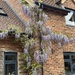 Wisteria