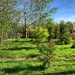 Wood at the bottom of the garden mark 2 by happypat