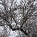 crabapple tree in snow