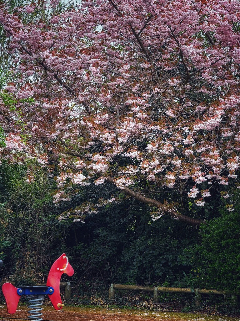 Horse and Blossom by gaillambert