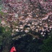 Horse and Blossom