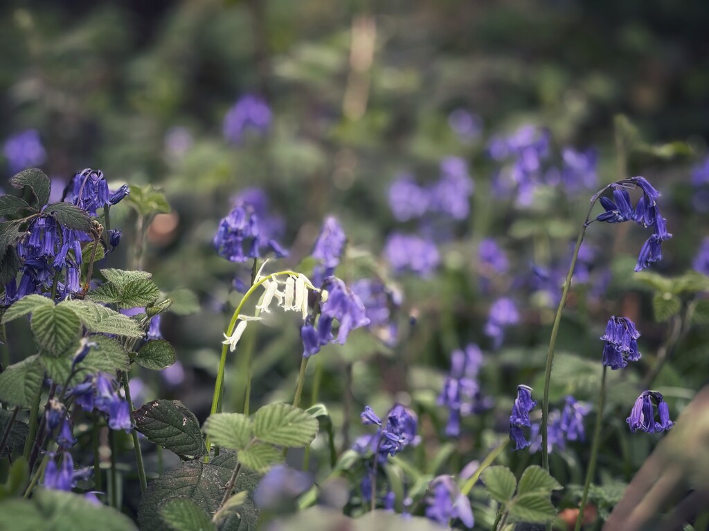 Whitebells by gaillambert