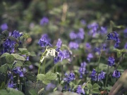 17th Apr 2025 - Whitebells