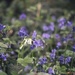 Whitebells