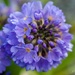Primula