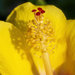 Hibiscuis