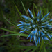 Bluestar by k9photo