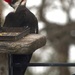 Morning Visitor 