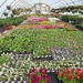 Local garden center by tunia