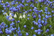 18th Apr 2025 - Simply Spring