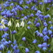 Simply Spring