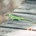 Anole (Lizard)
