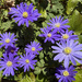 Windflowers
