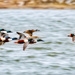 Northern Shovelers