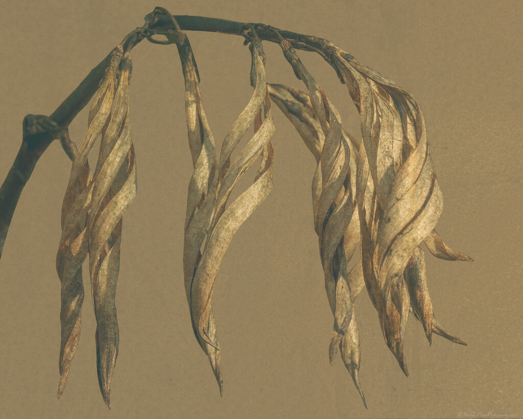 Flax Seed Pods by nickspicsnz