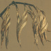 Flax Seed Pods