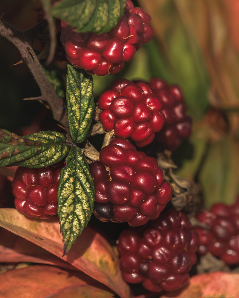 Autumn Fruits by nickspicsnz
