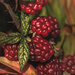Autumn Fruits